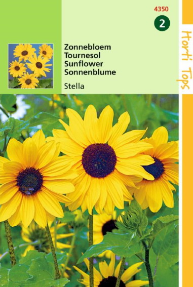 Sonnenblume Stella (Helianthus debilis) 190 Samen HT